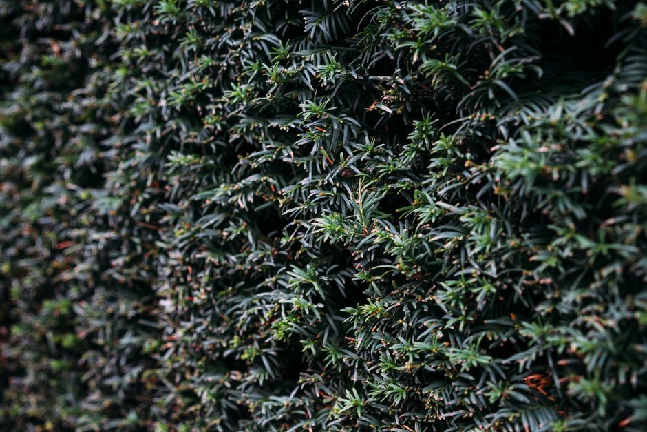 Close-up view of a dense, well-maintained hedge comprising small, dark green, glossy leaves with pointed tips, forming a uniform and lush backdrop indicative of hedge trimming and garden maintenance.