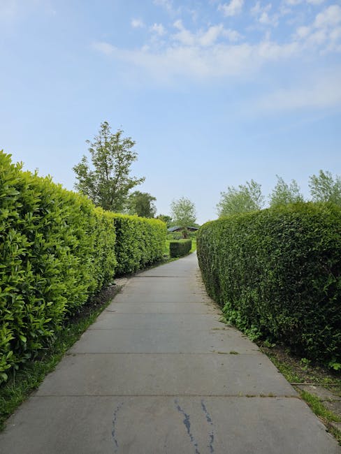 Close-up view of a dense, well-maintained hedge comprising small, dark green, glossy leaves with pointed tips, forming a uniform and lush backdrop indicative of hedge trimming and garden maintenance.