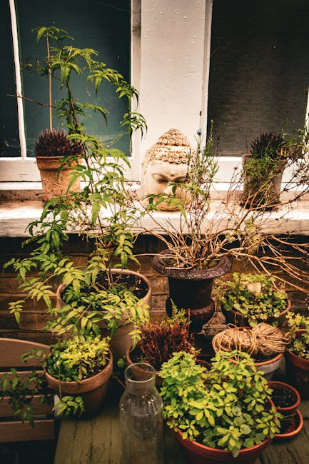 A small terrace garden balcony showcases an assortment of potted plants, including leafy green shrubs and small trees, placed on a wooden ledge and a low table. Among the containers, there are terraco